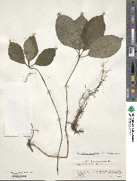 Chloranthus japonicus image