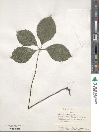 Chloranthus japonicus image