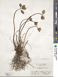 Chloranthus japonicus image