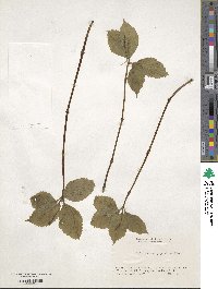 Chloranthus japonicus image