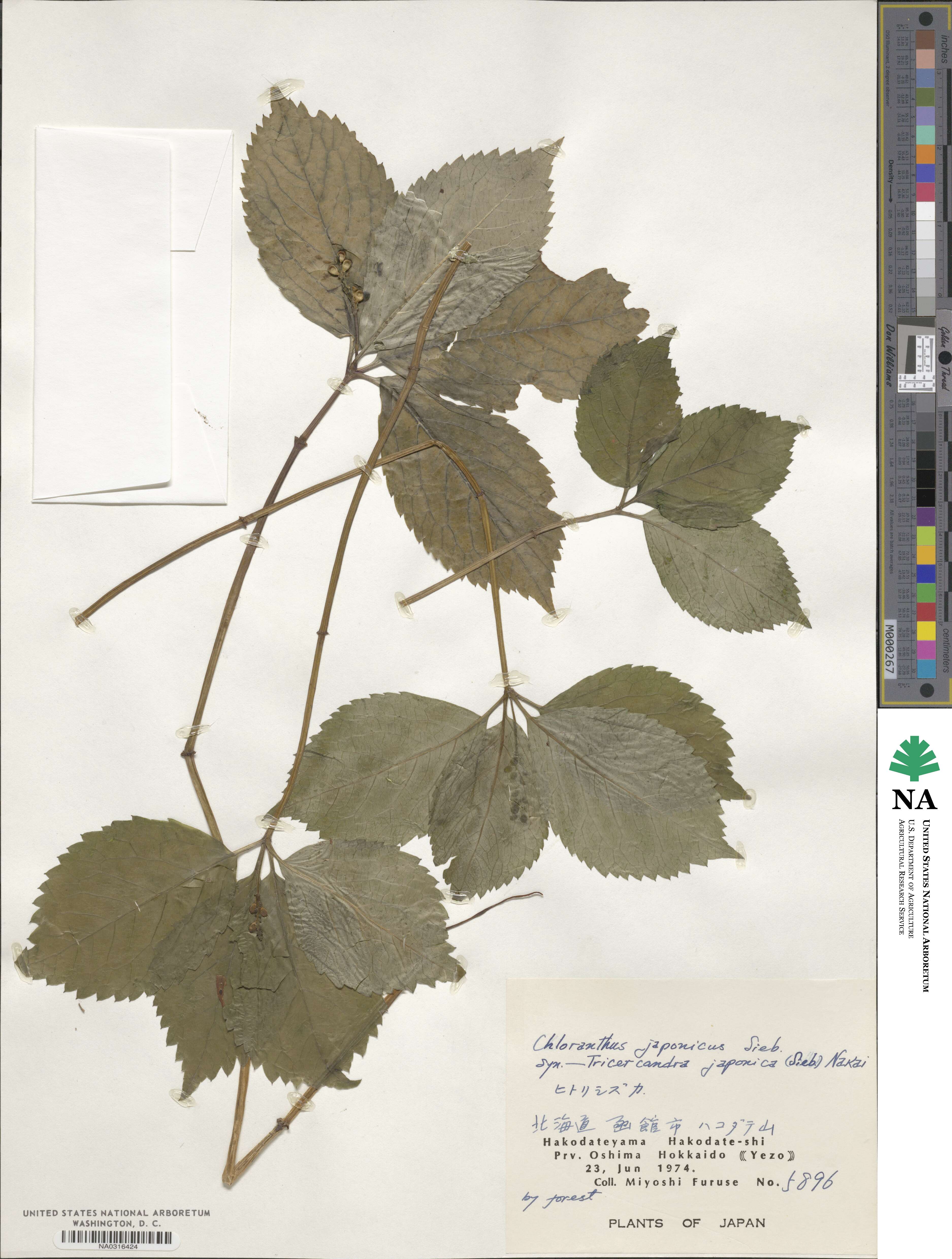 Chloranthus japonicus image