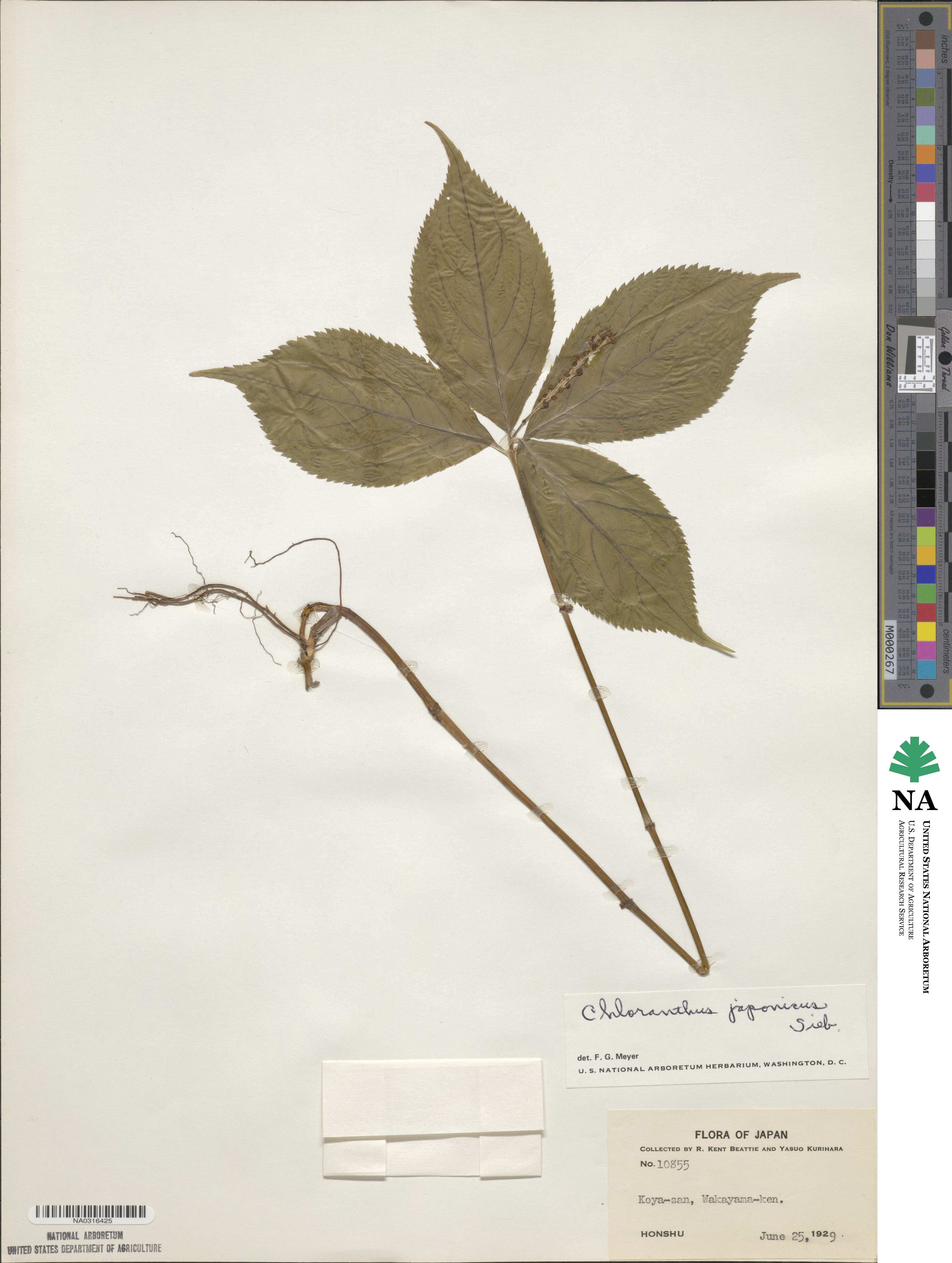 Chloranthus japonicus image