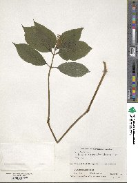 Chloranthus serratus image