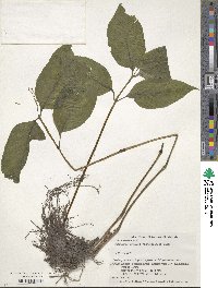 Chloranthus serratus image