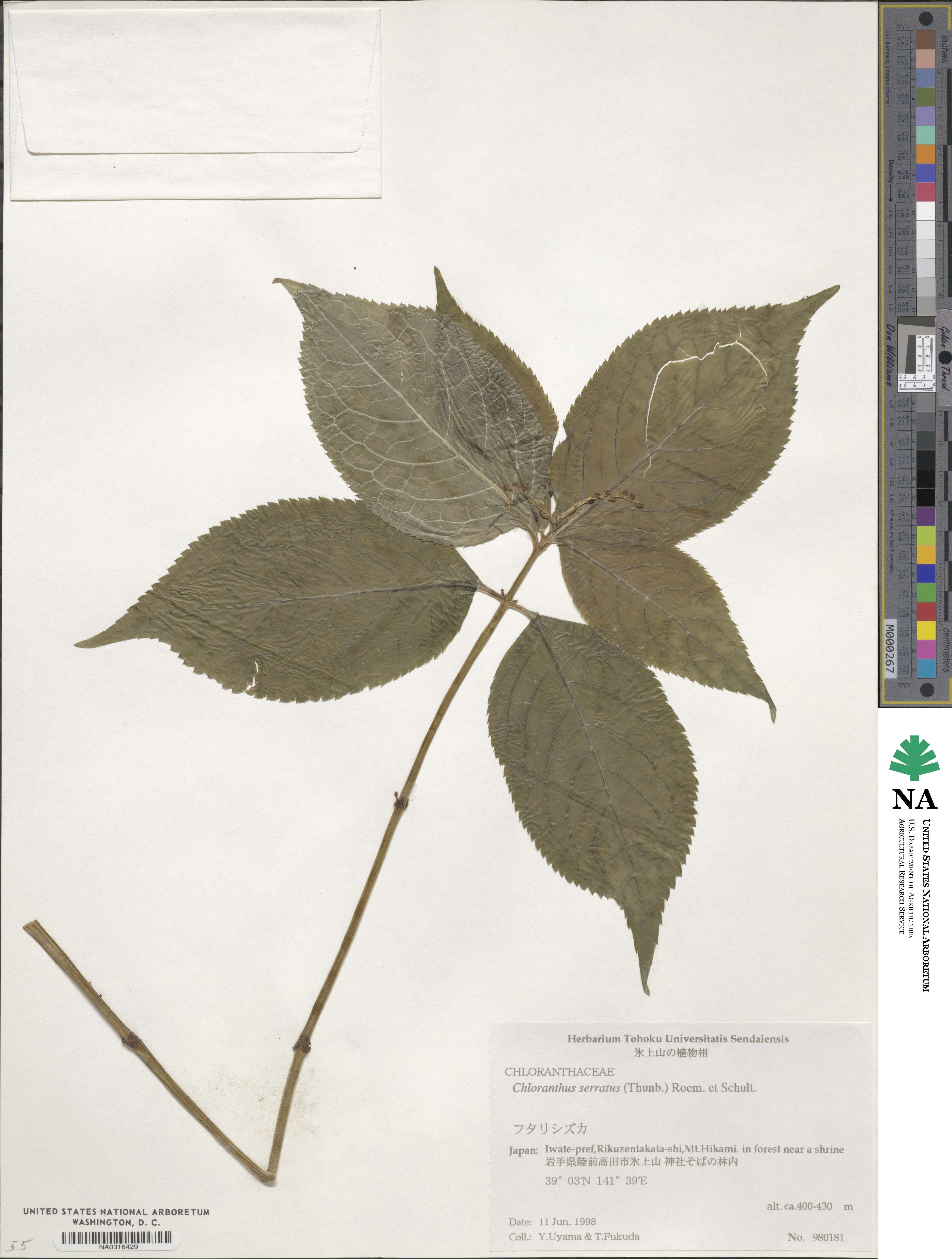 Chloranthus image