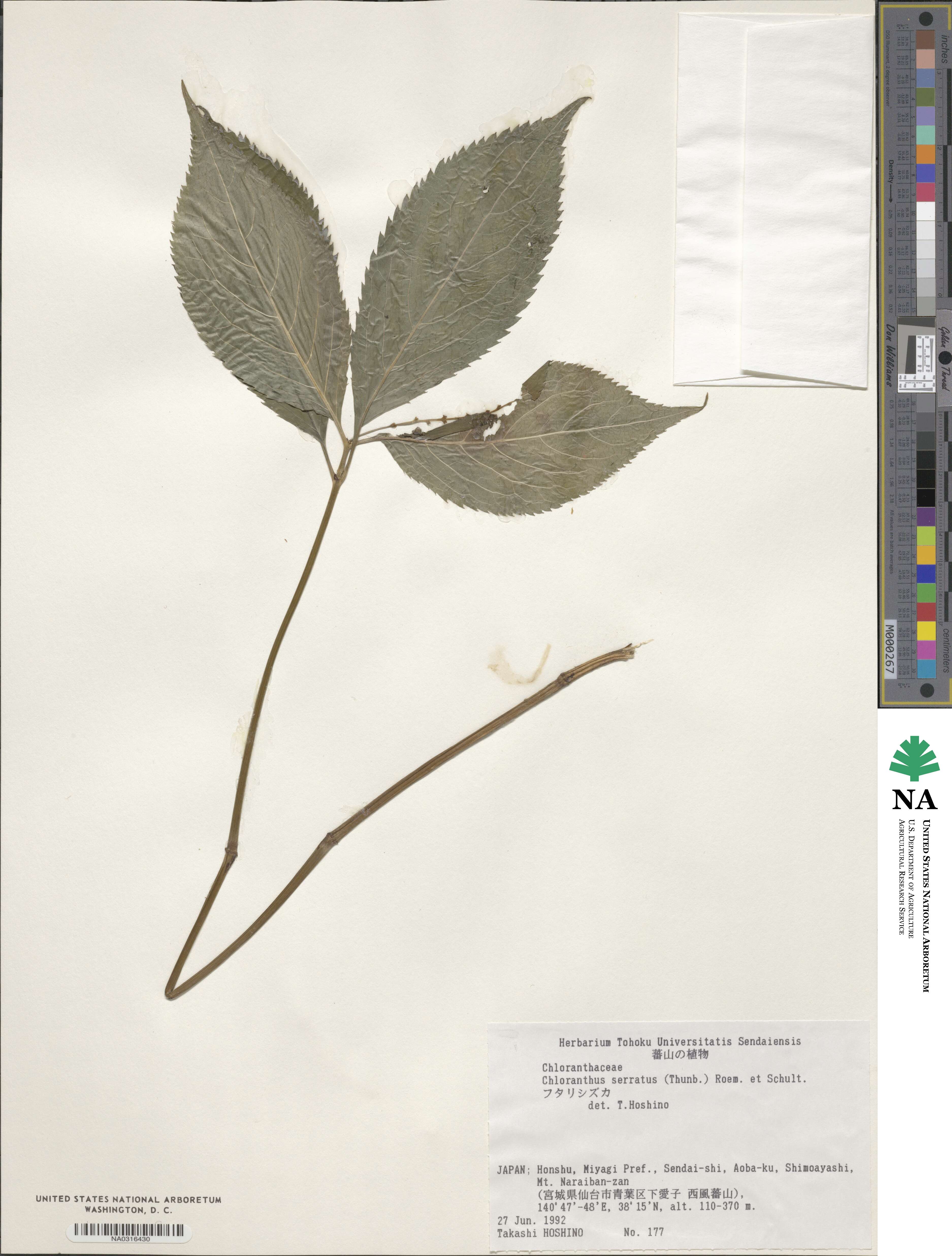 Chloranthus serratus image
