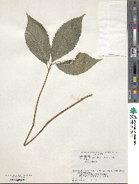 Chloranthus serratus image