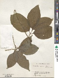 Chloranthus serratus image