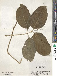 Chloranthus serratus image