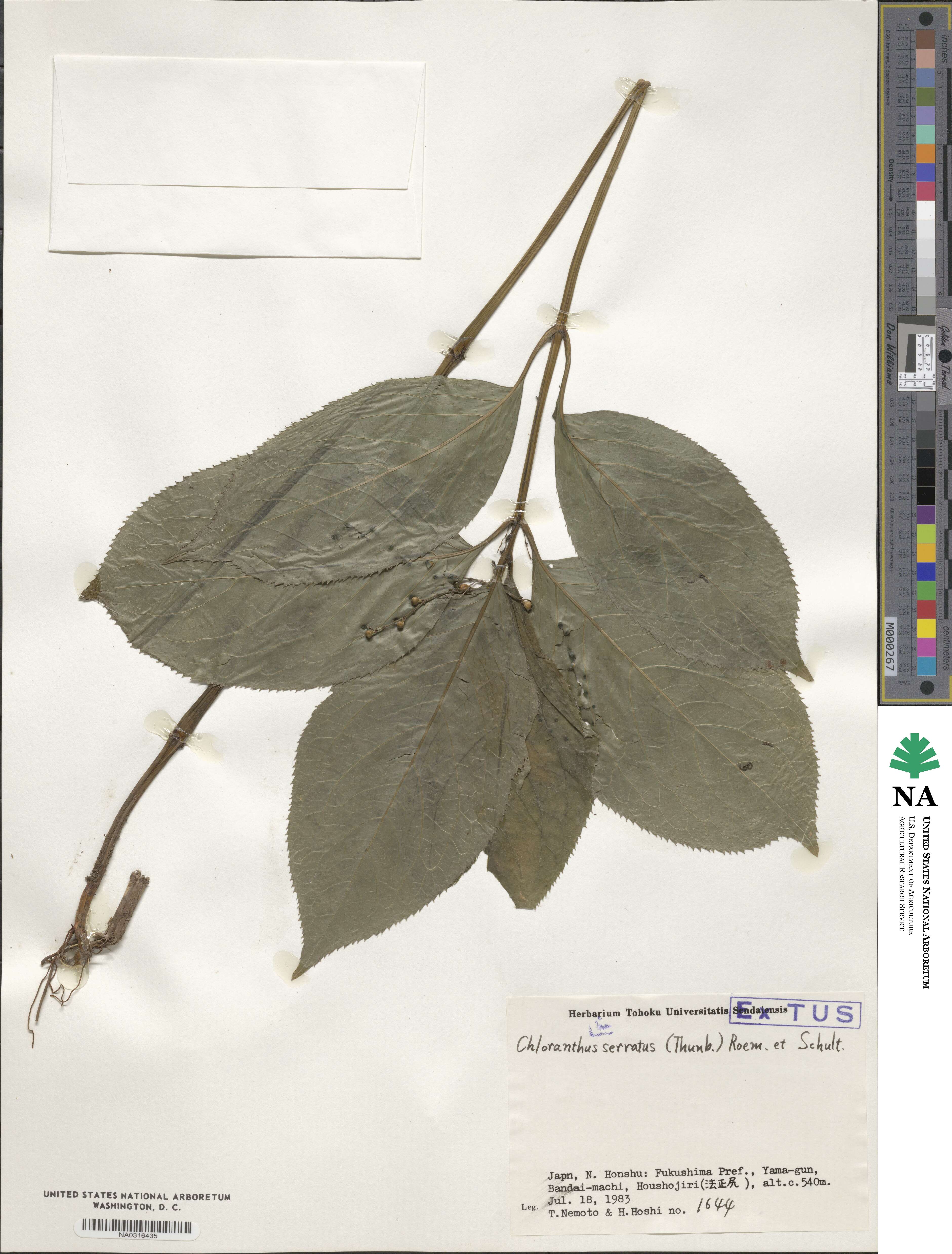 Chloranthus serratus image