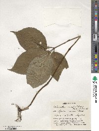 Chloranthus serratus image