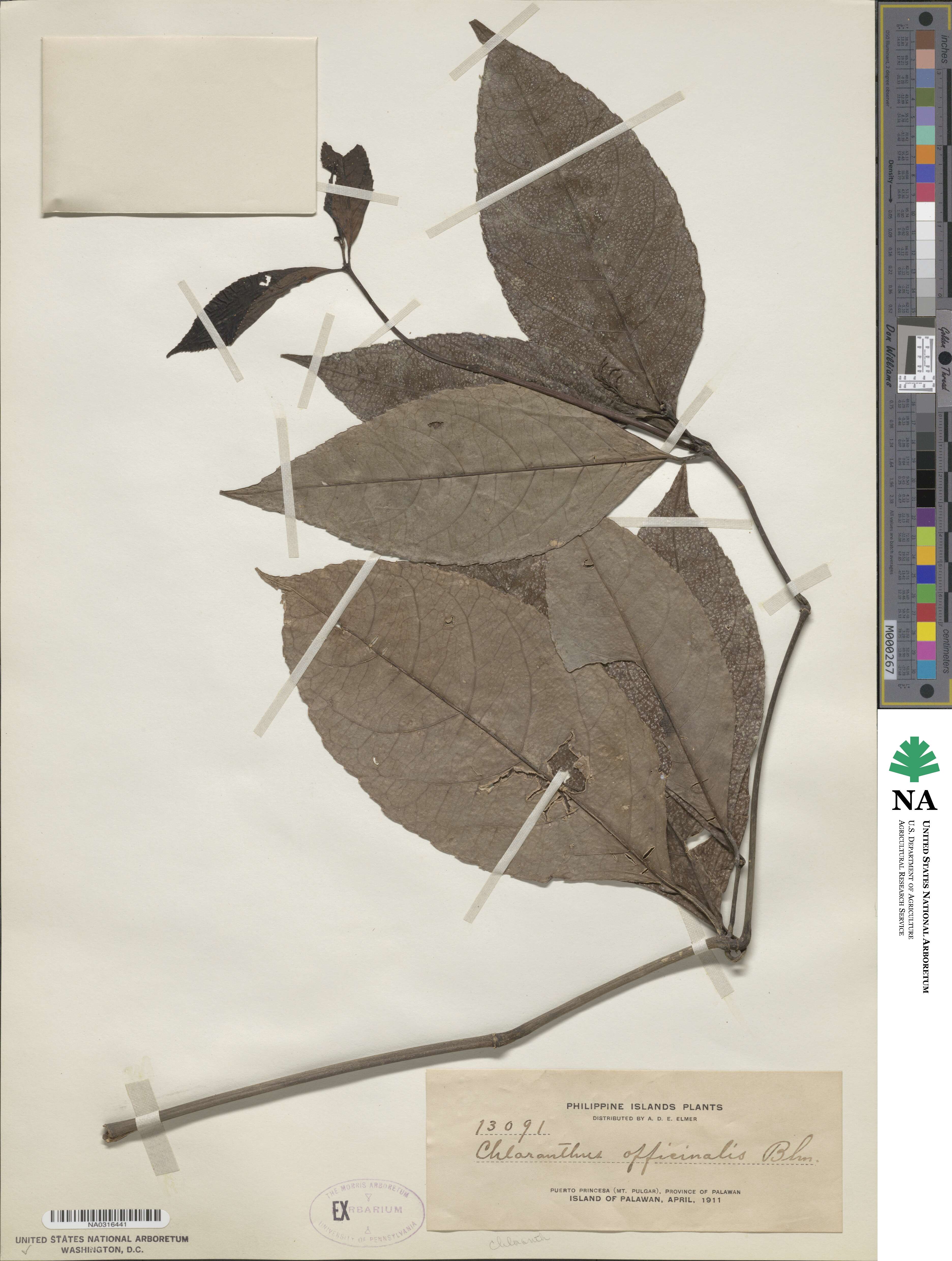 Chloranthus elatior image