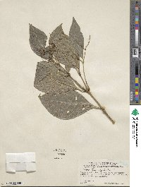 Chloranthus elatior image