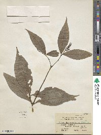 Chloranthus elatior image