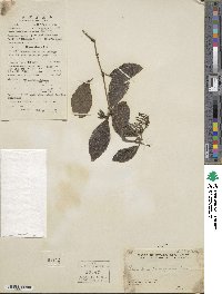 Chloranthus inconspicuus image