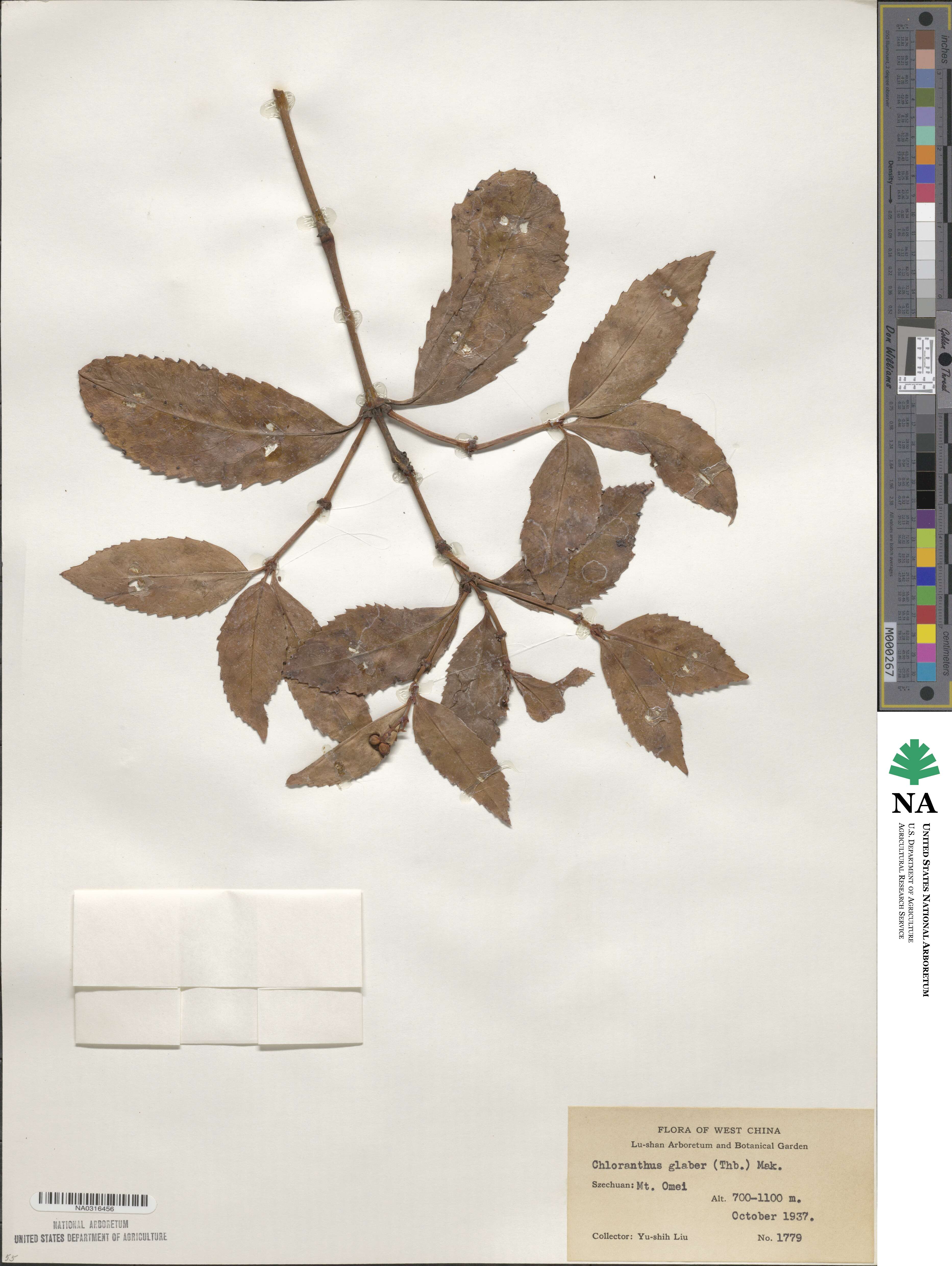 Sarcandra glabra image