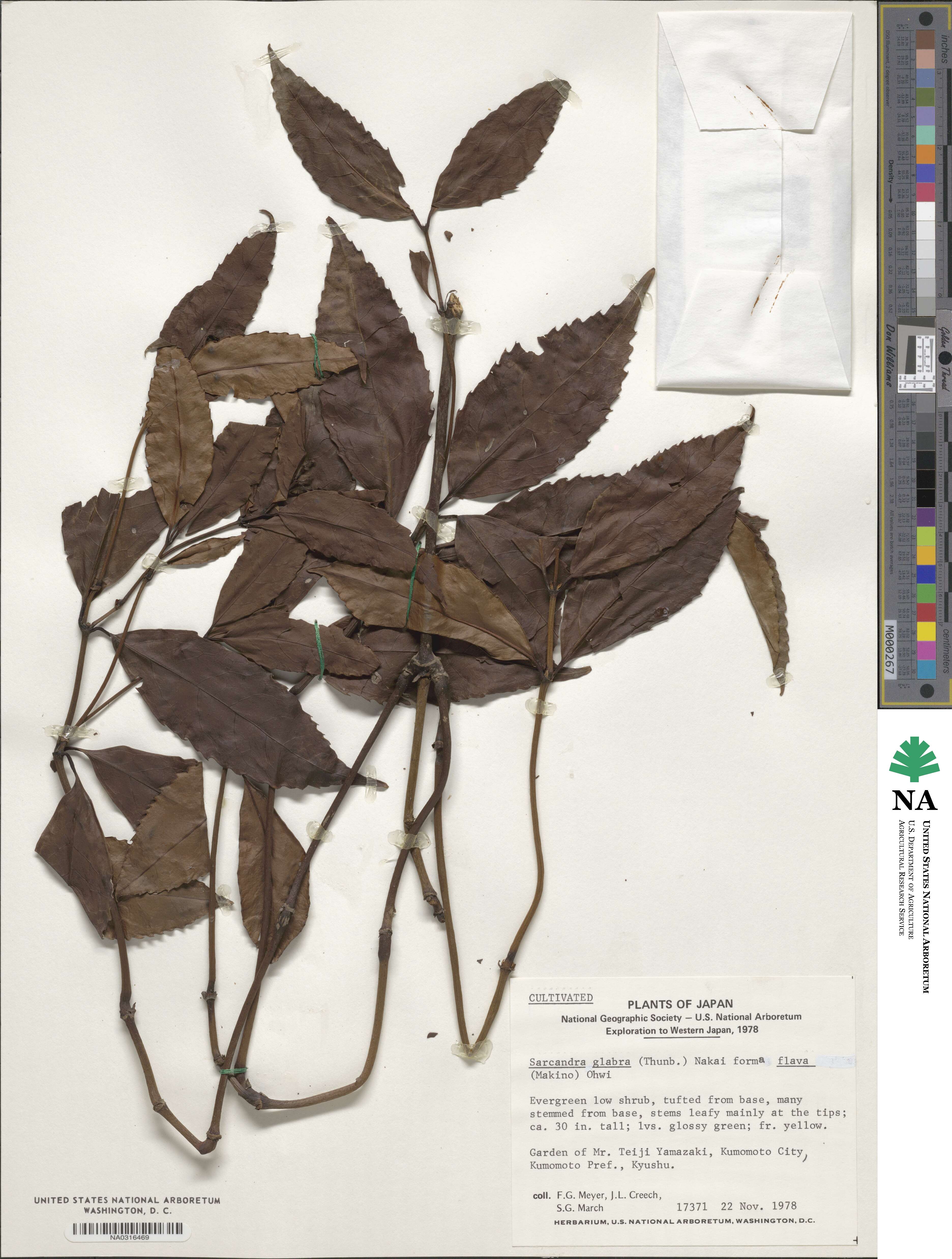 Sarcandra glabra image