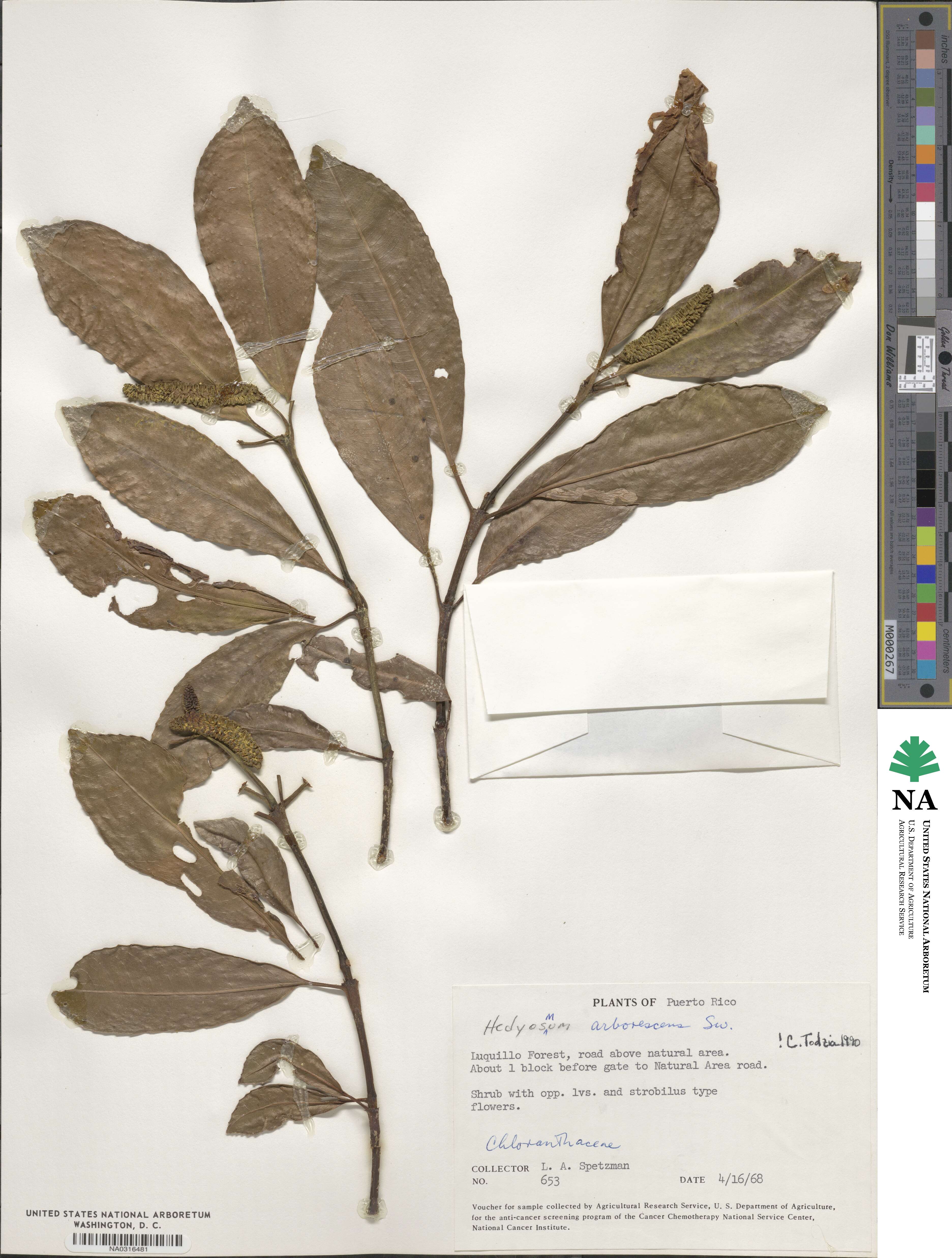 Hedyosmum arborescens image