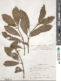 Hedyosmum arborescens image