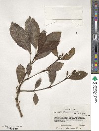 Hedyosmum arborescens image