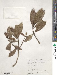 Hedyosmum arborescens image