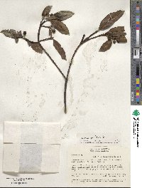 Image of Hedyosmum parvifolium