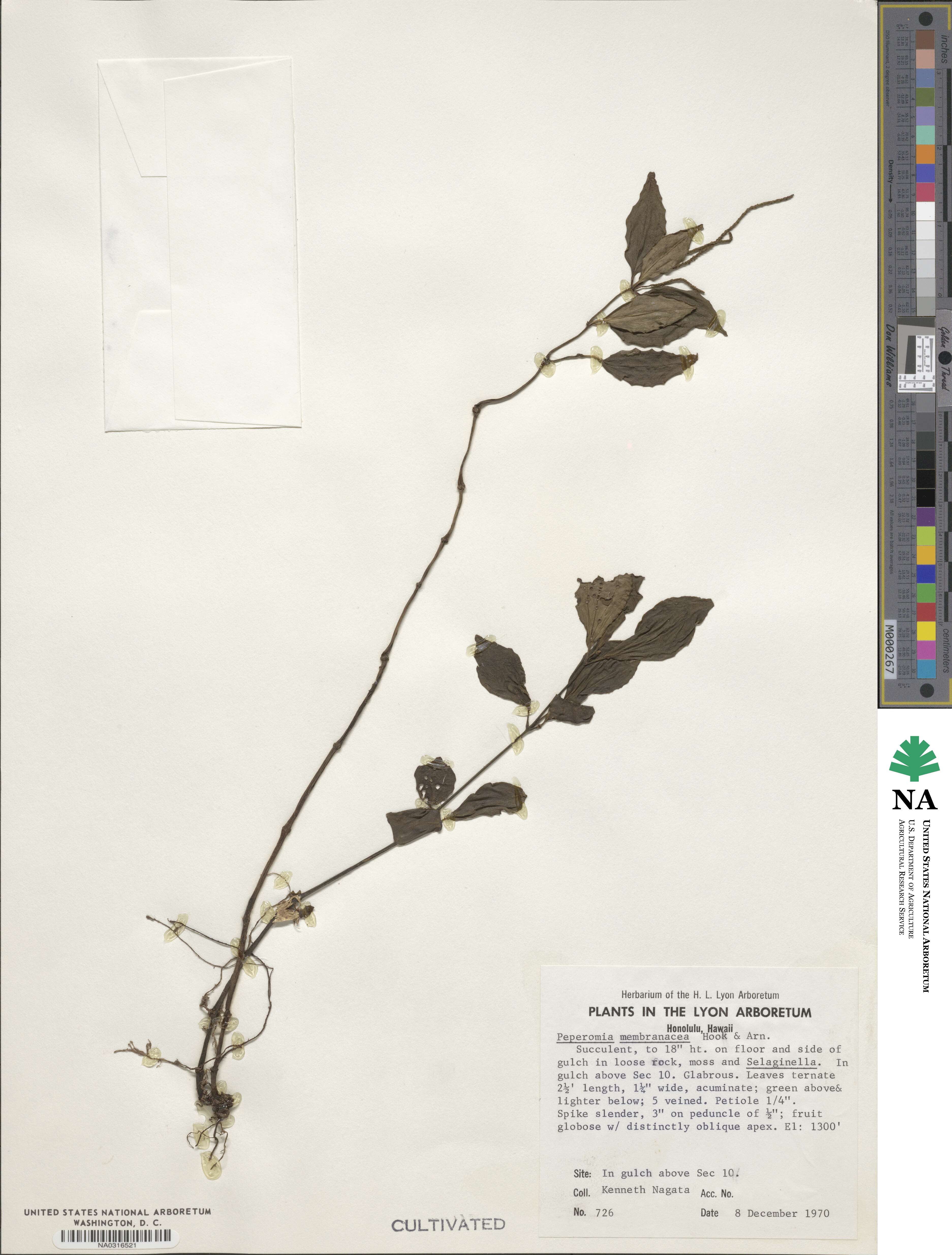 Peperomia membranacea image