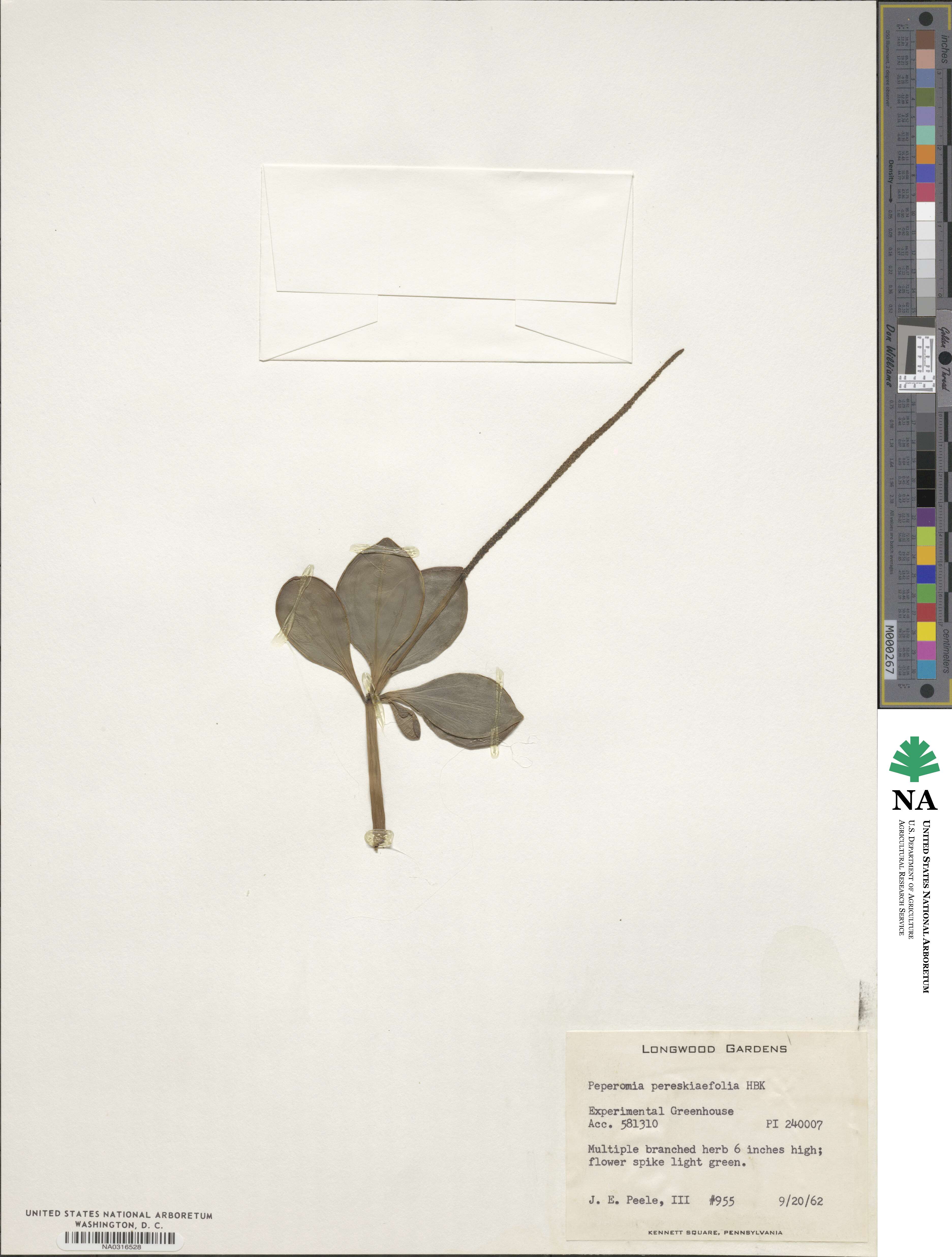 Peperomia pereskiifolia image
