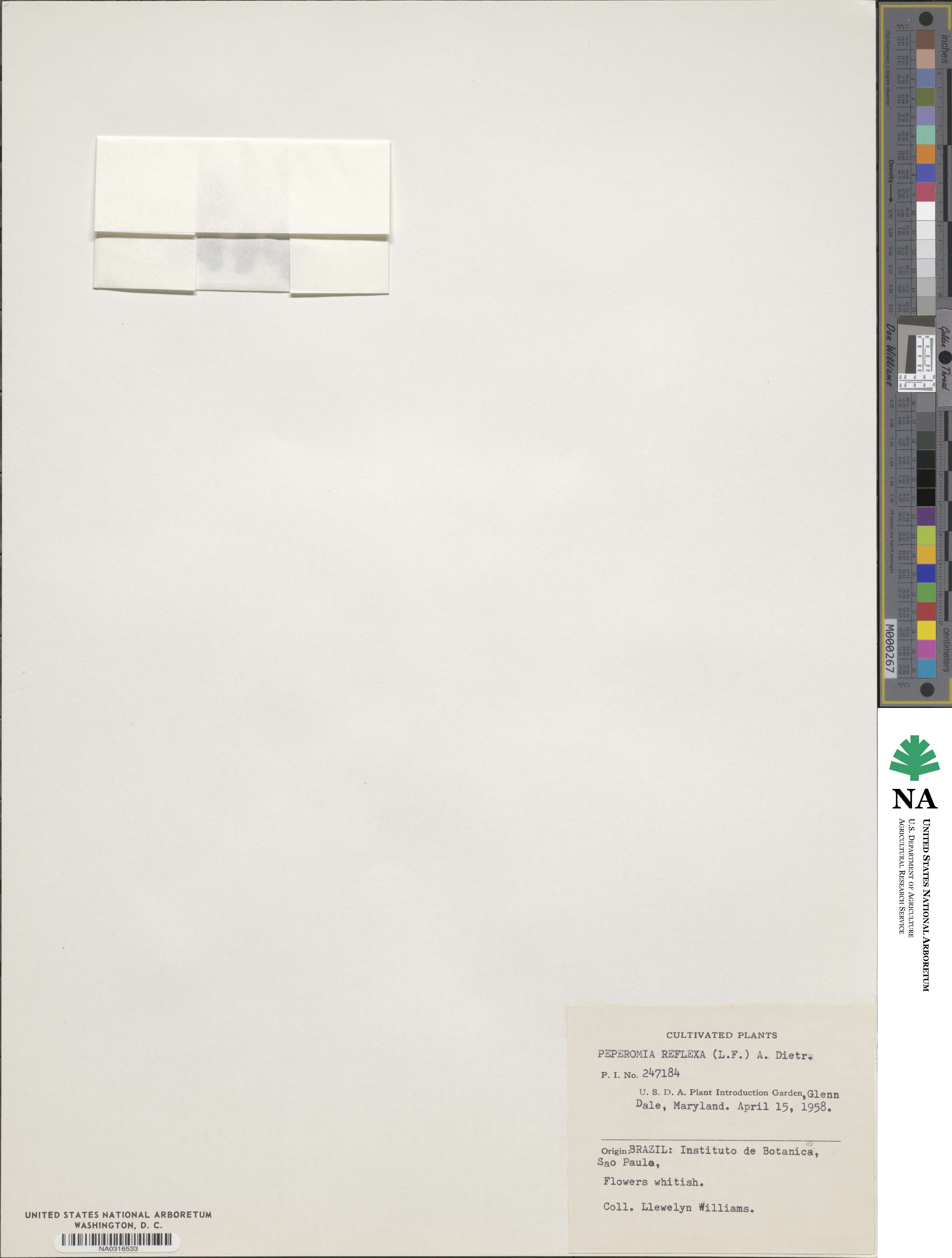 Peperomia tetraphylla image