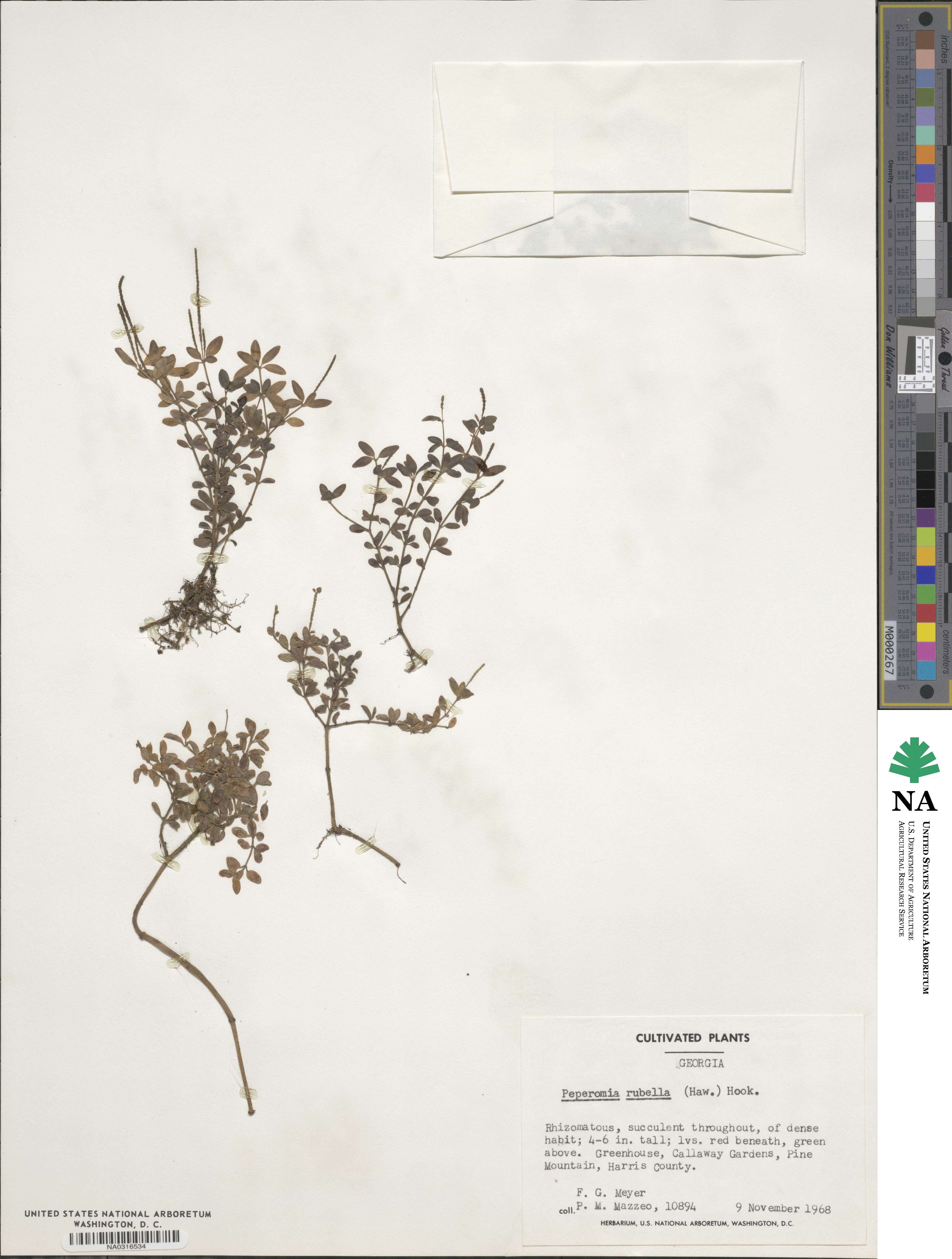Peperomia verticillata image