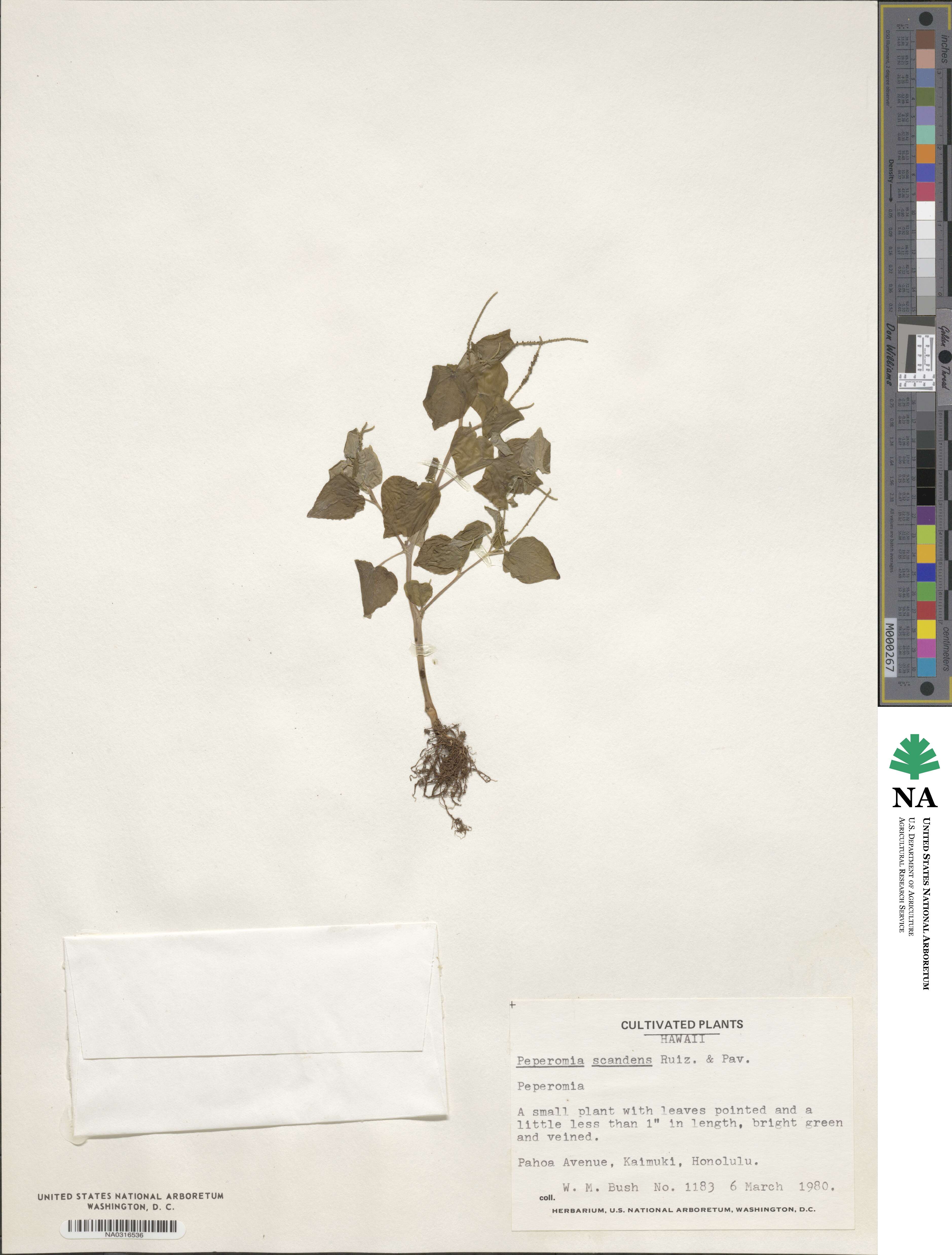 Peperomia serpens image