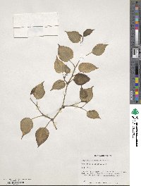 Peperomia serpens image