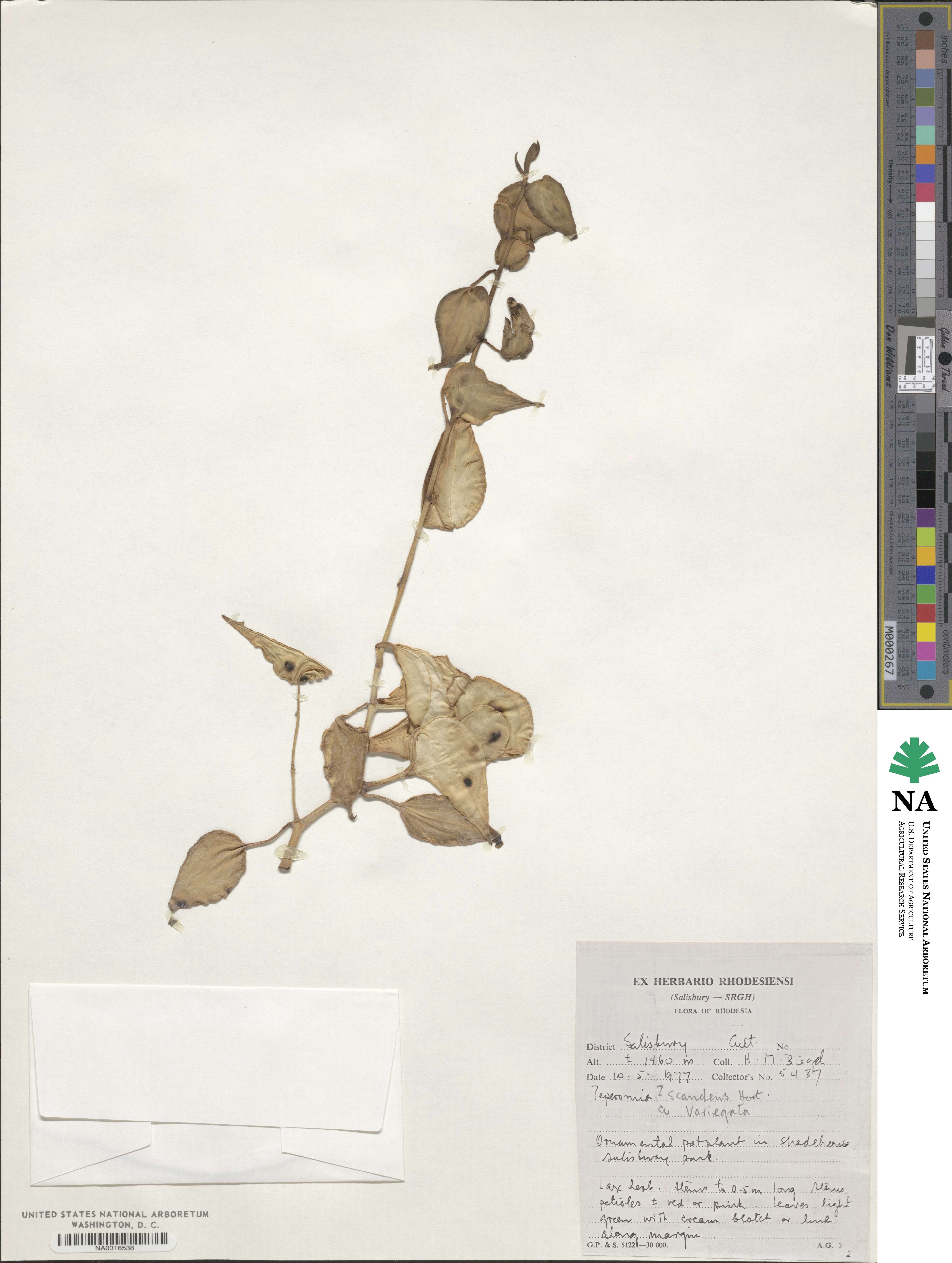 Peperomia serpens image