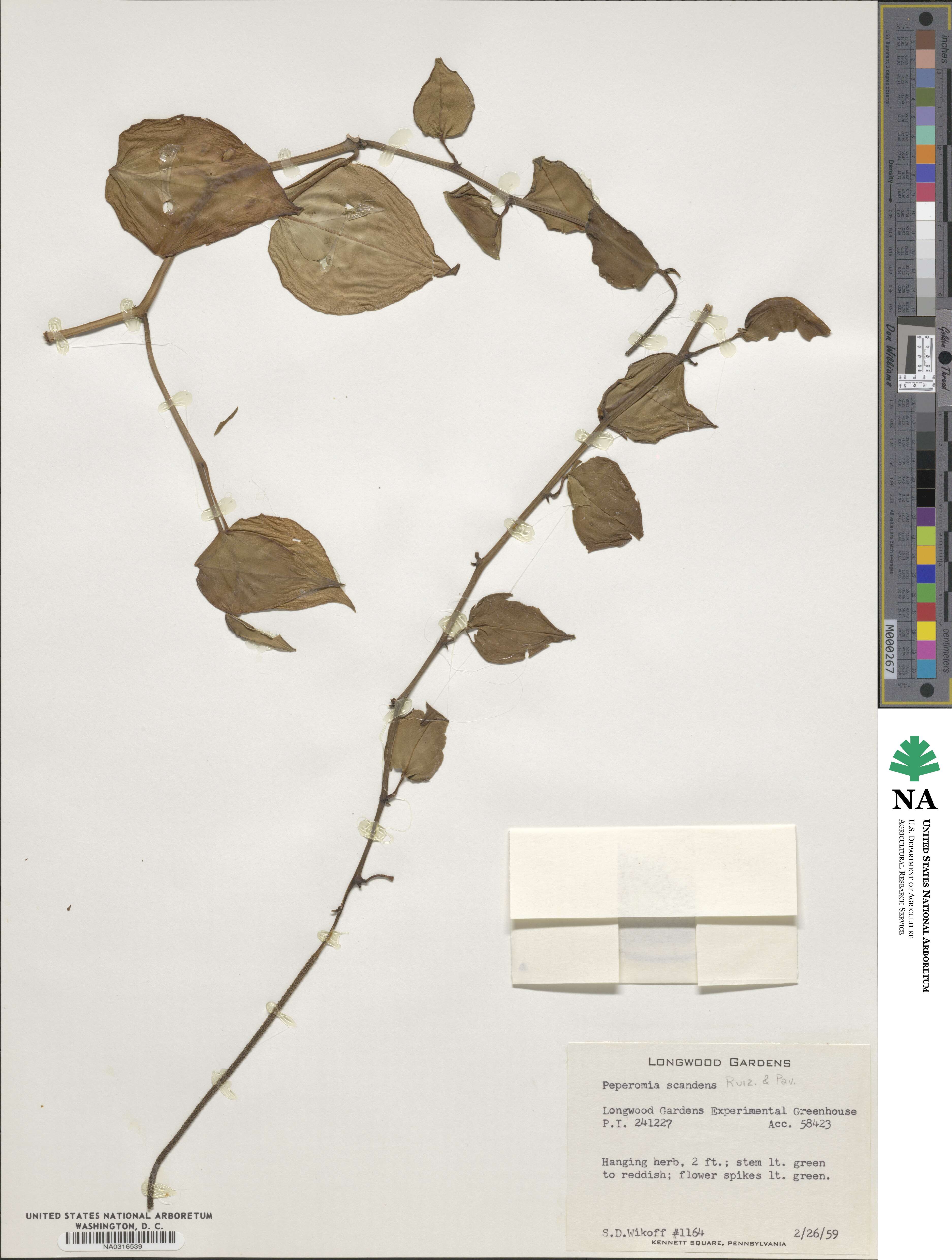 Peperomia serpens image