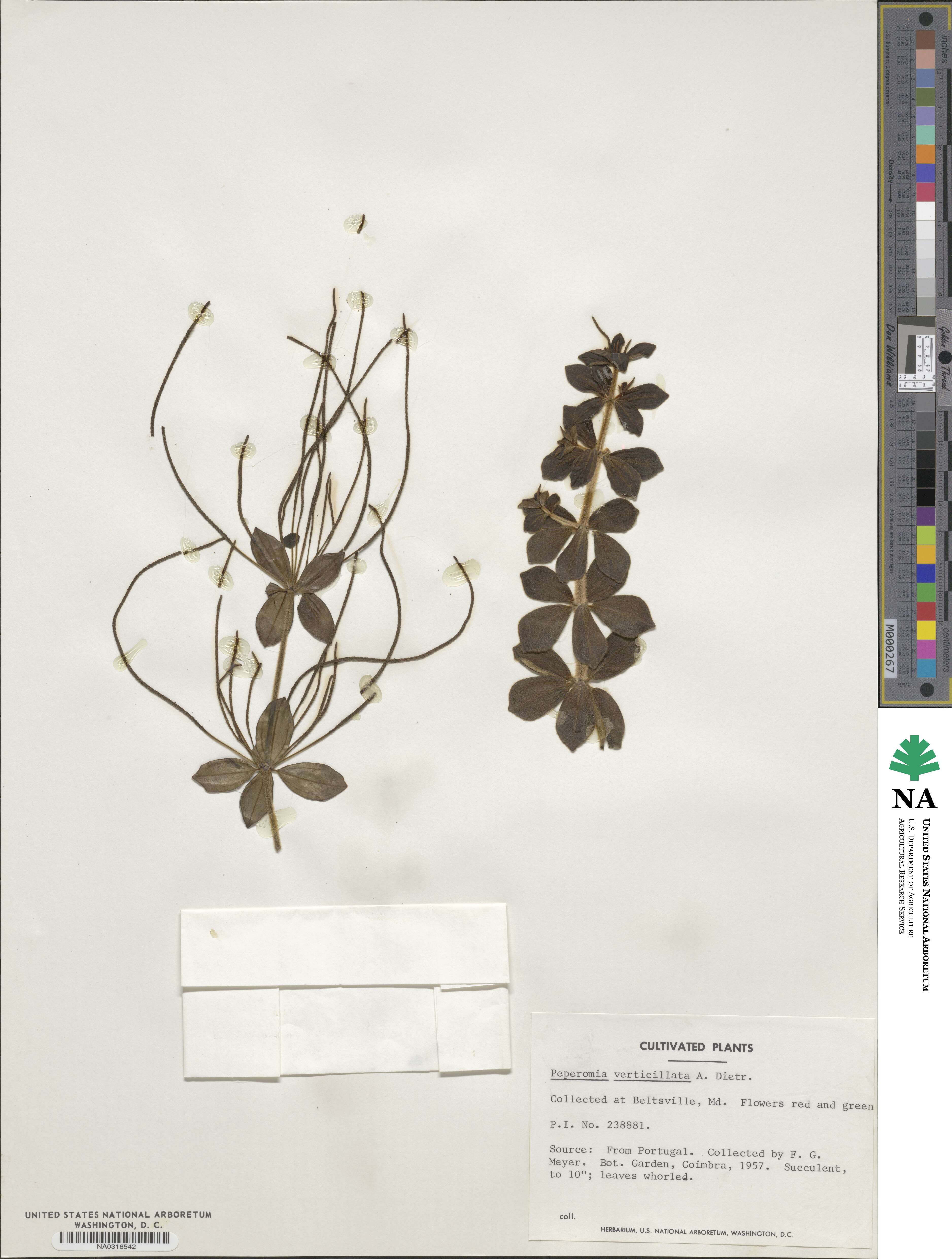 Peperomia verticillata image