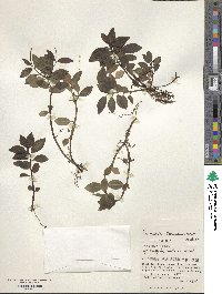 Image of Peperomia boninsimensis