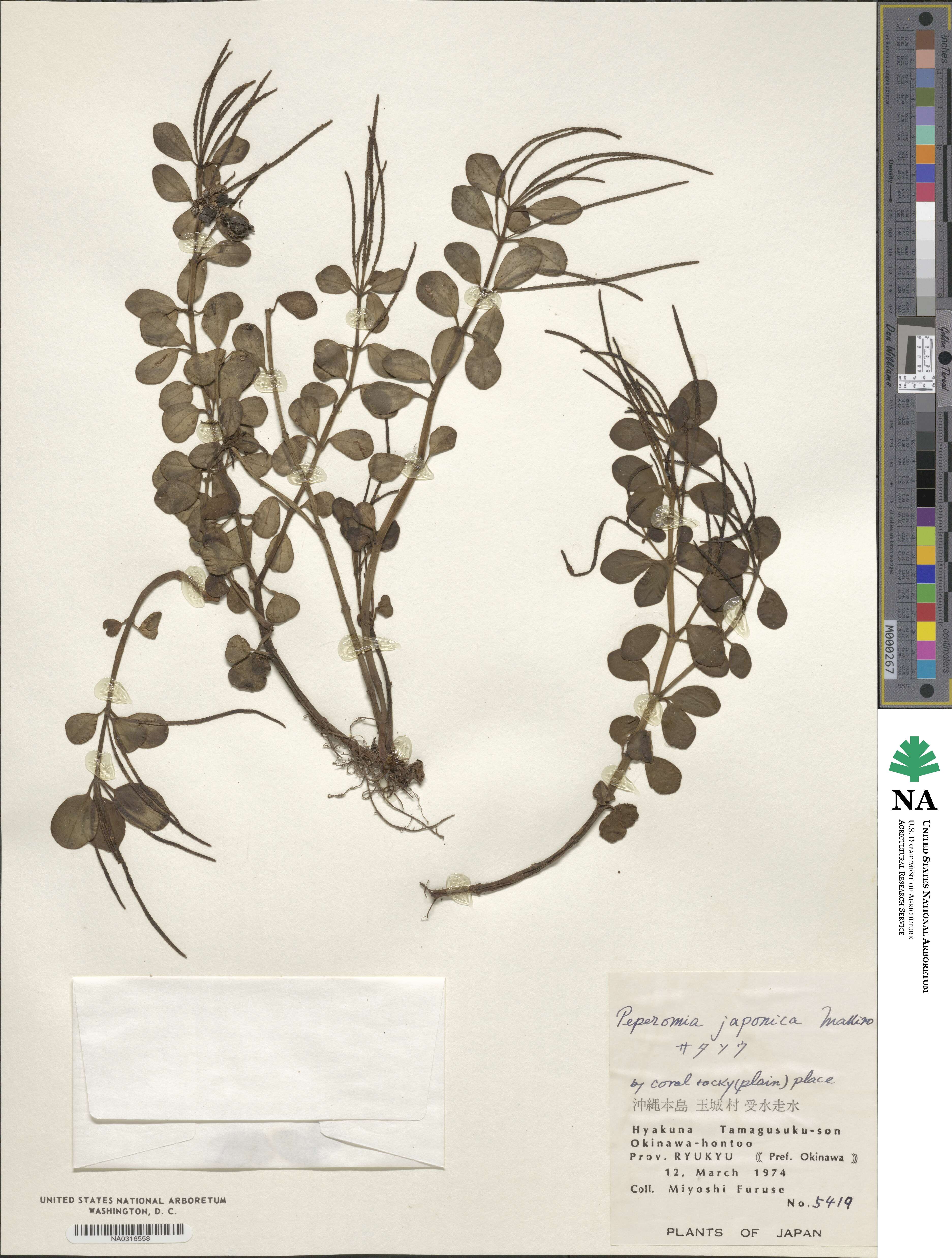 Peperomia japonica image