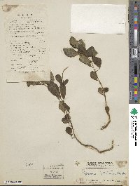 Peperomia leptostachya image