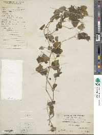 Peperomia pellucida image