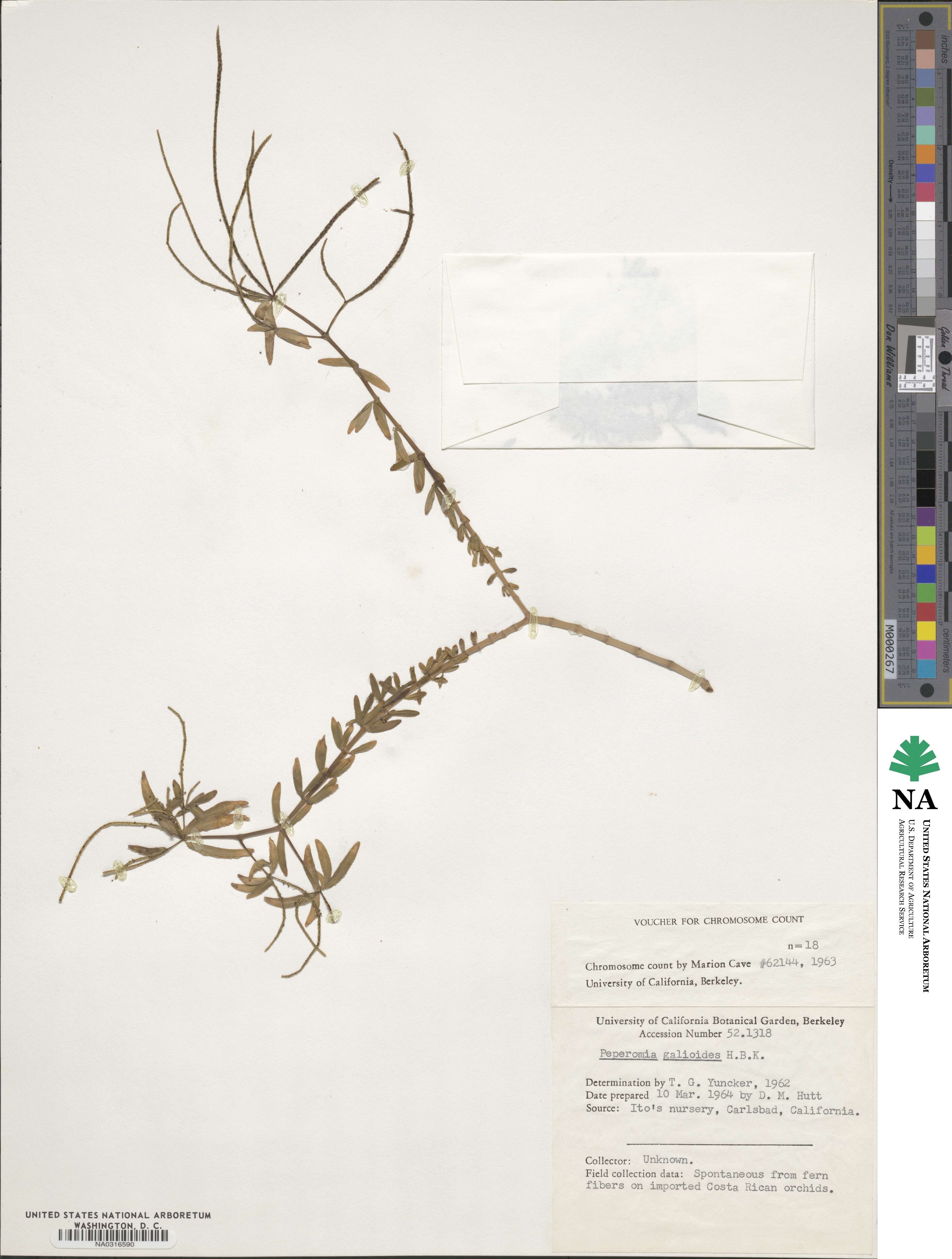 Peperomia galioides image