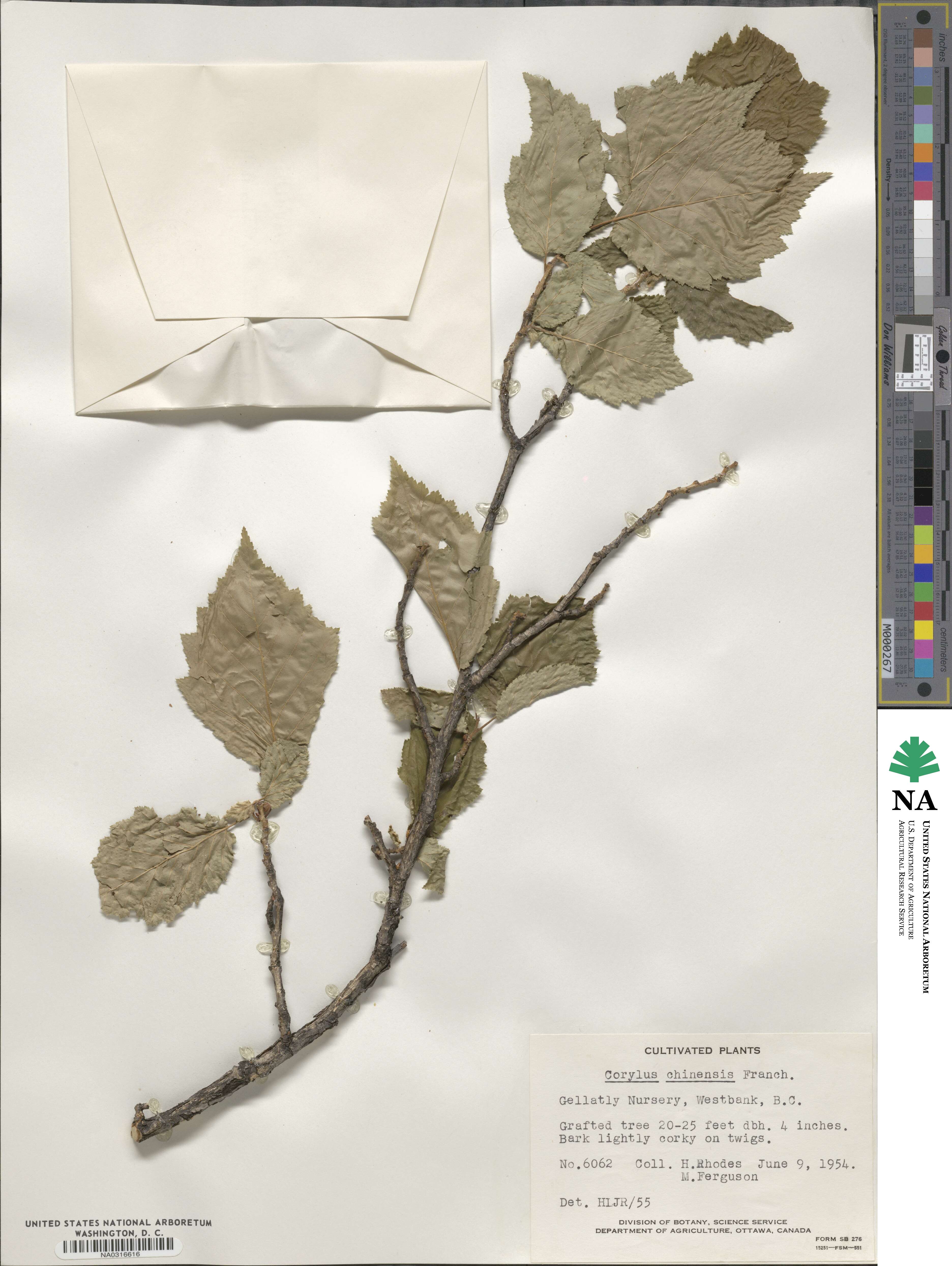 Corylus chinensis image
