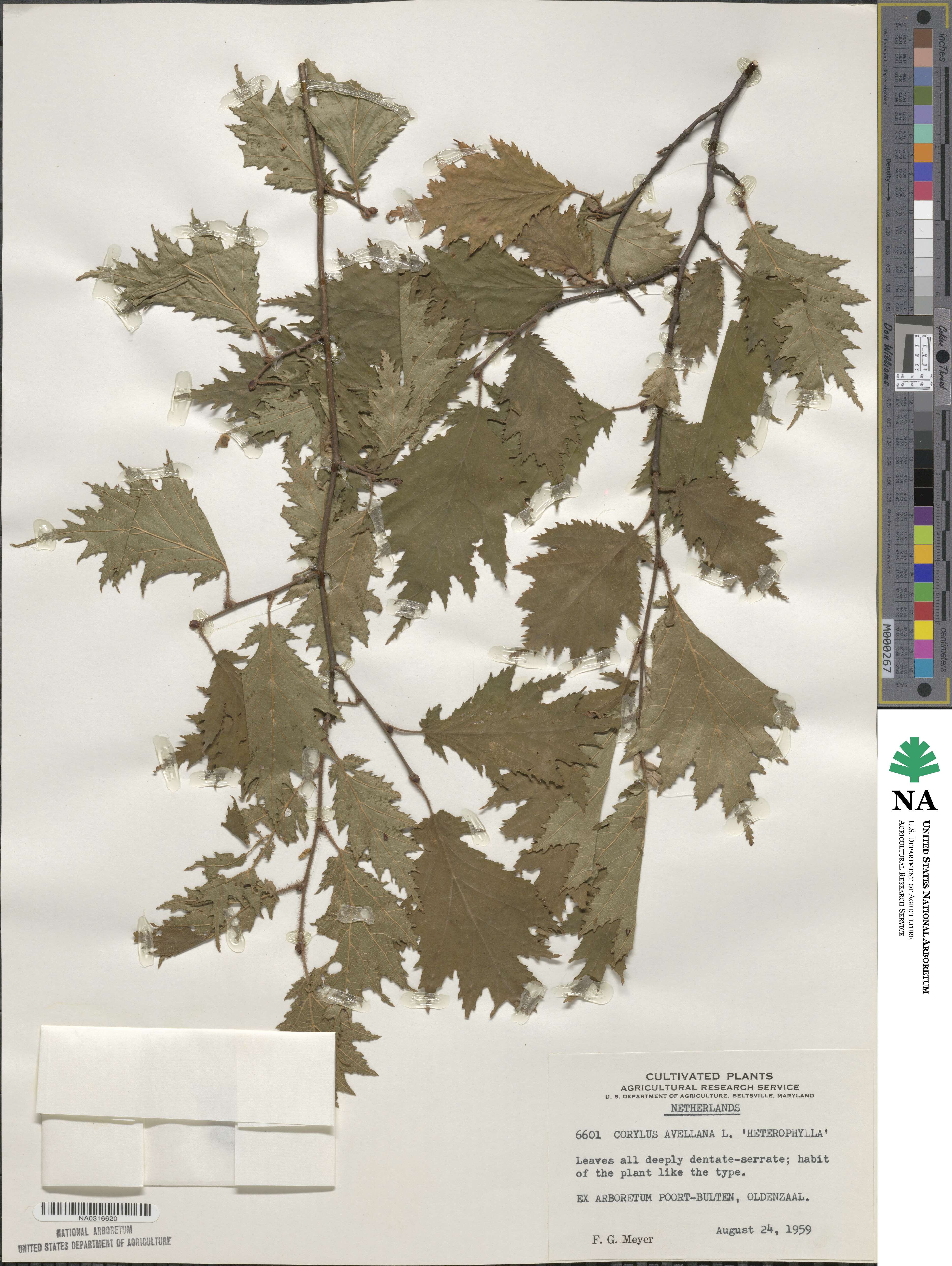 Corylus avellana image