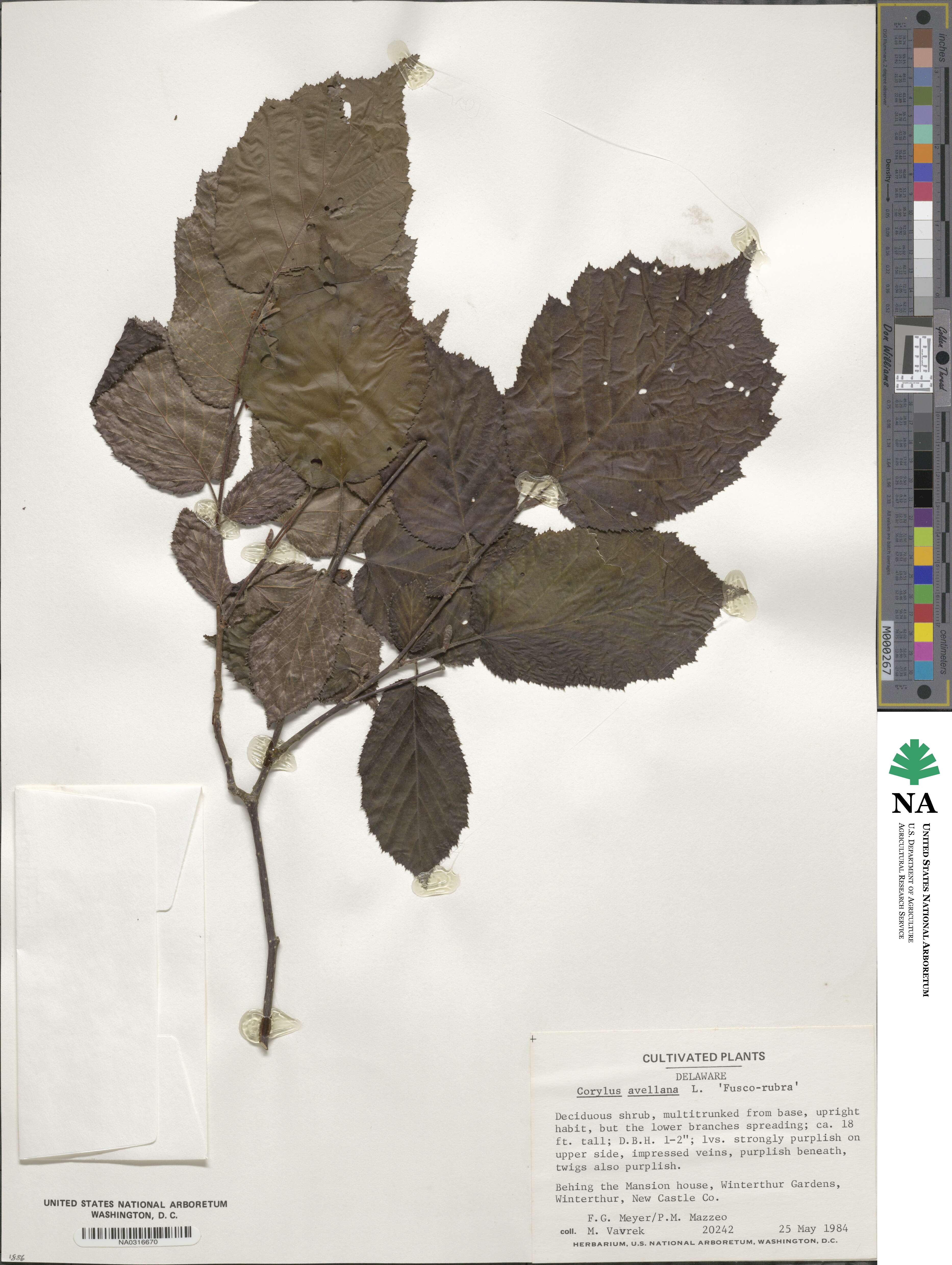 Corylus avellana var. avellana image