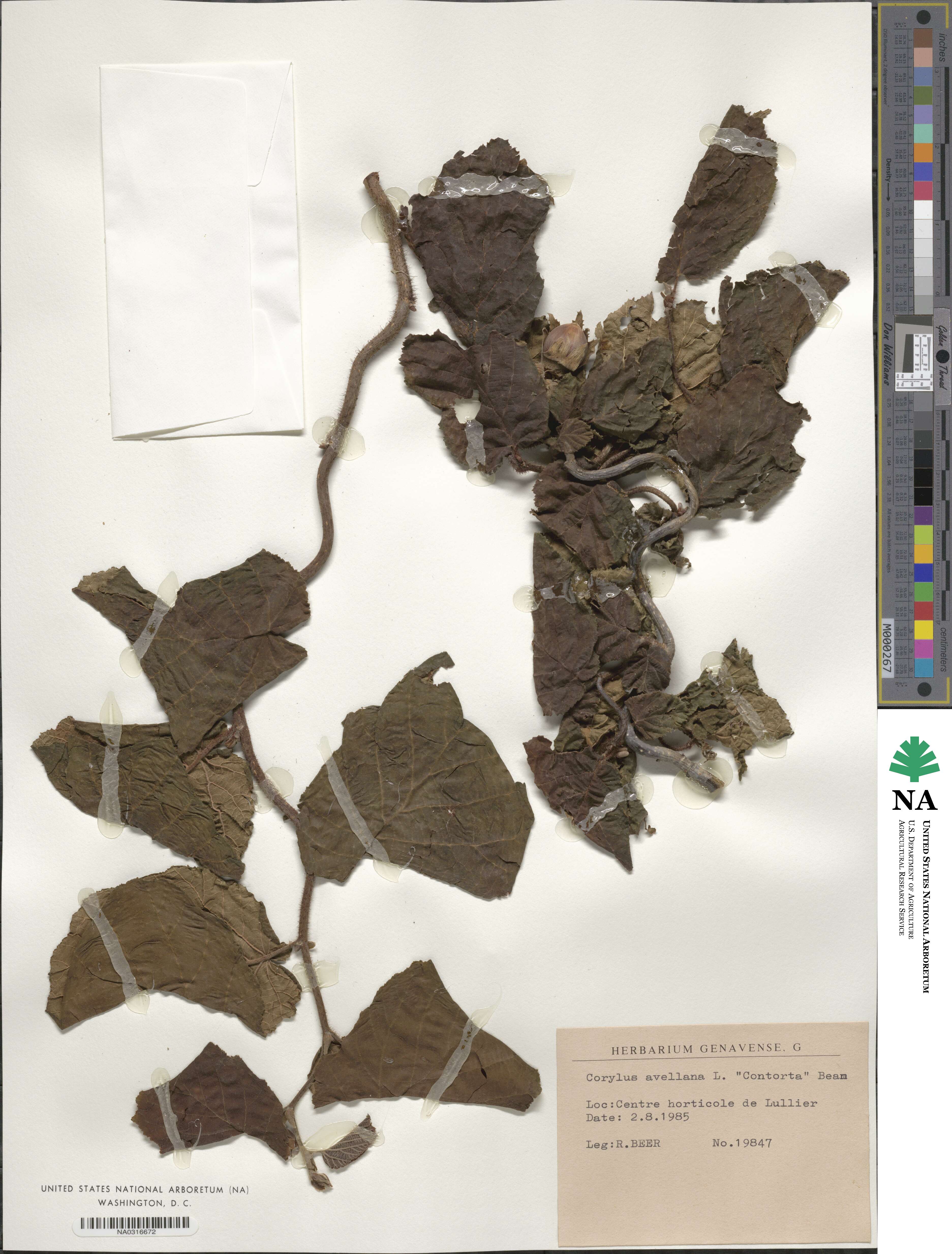 Corylus avellana var. avellana image
