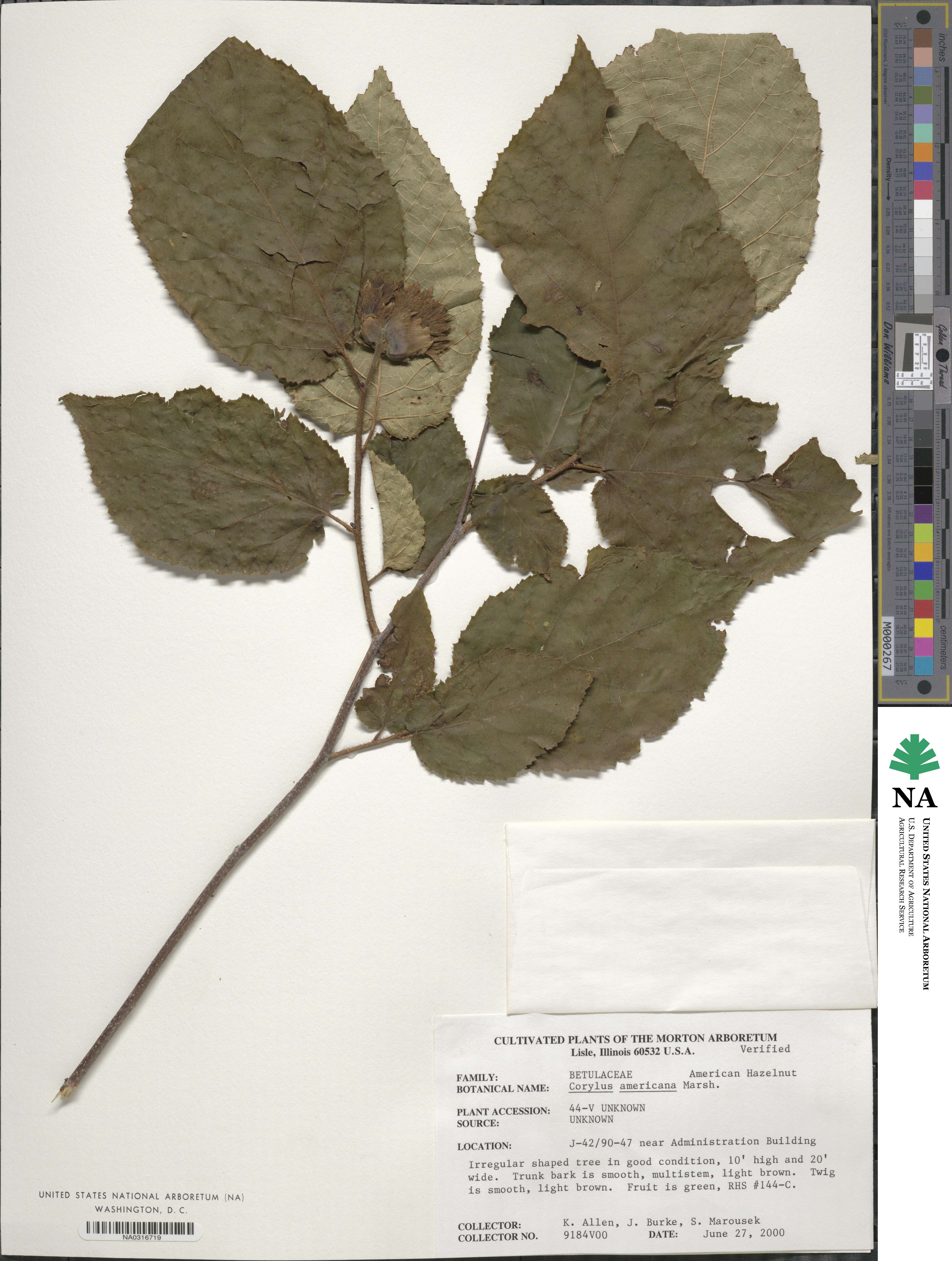 Corylus americana image
