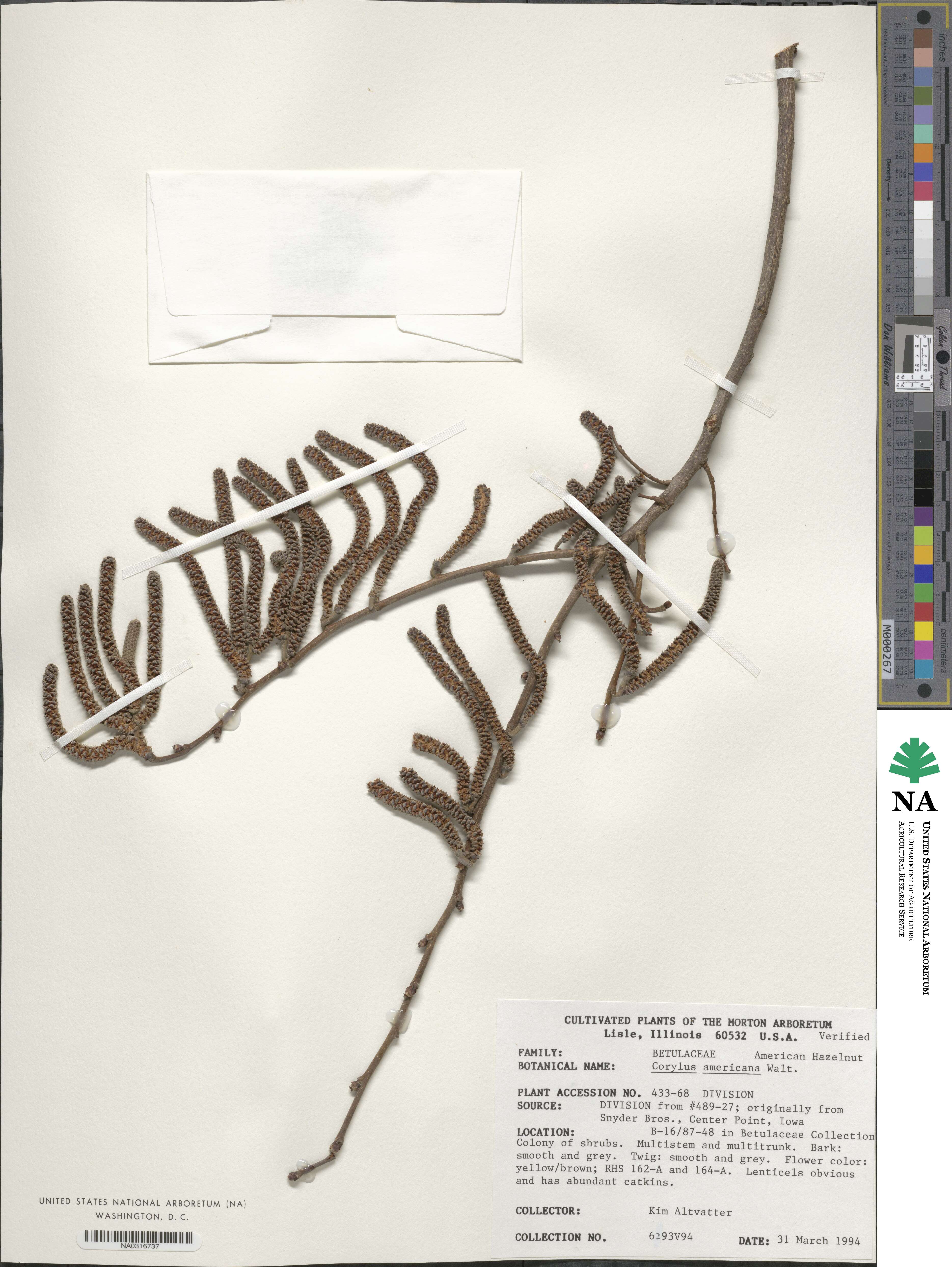 Corylus americana image
