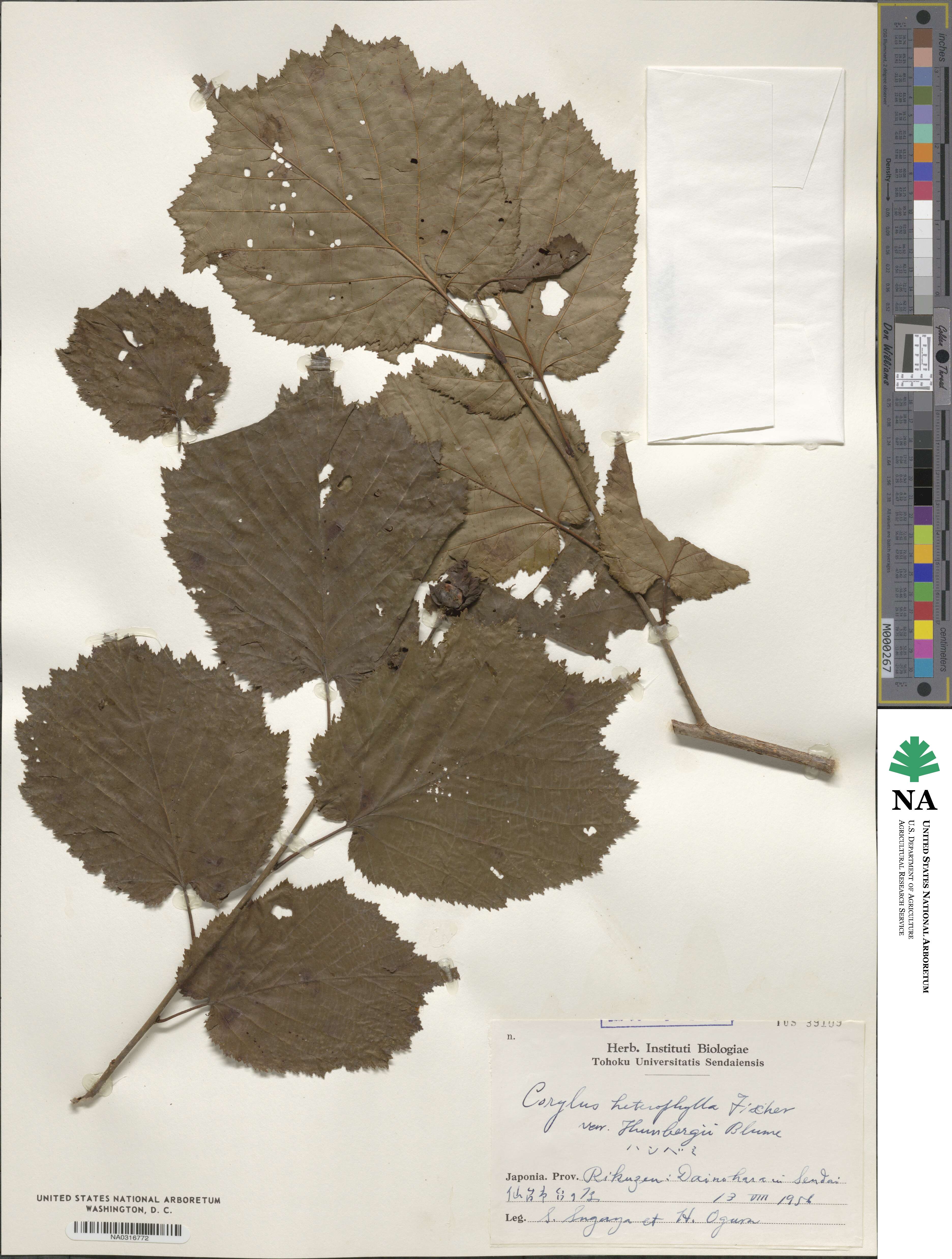 Corylus heterophylla var. heterophylla image
