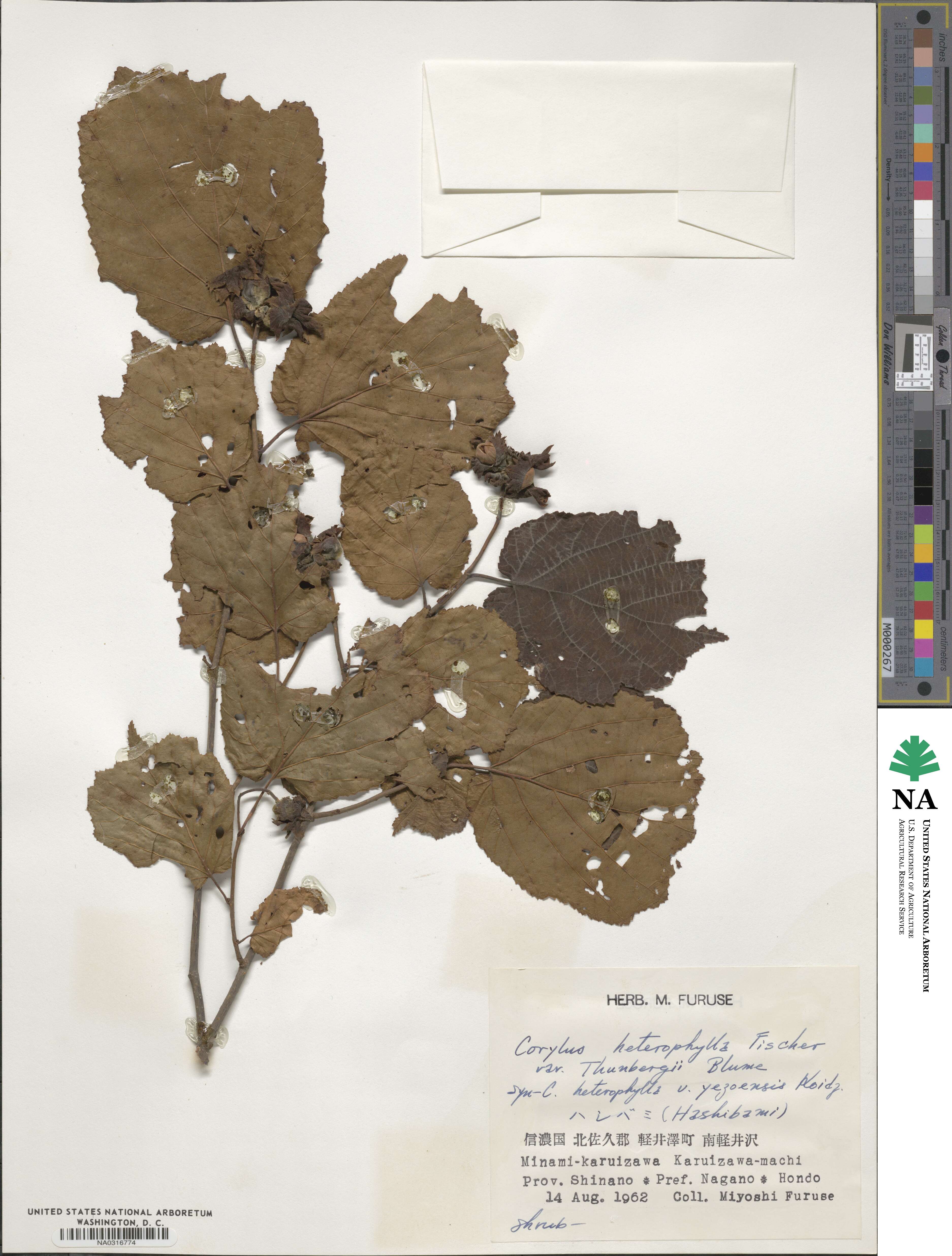 Corylus heterophylla image