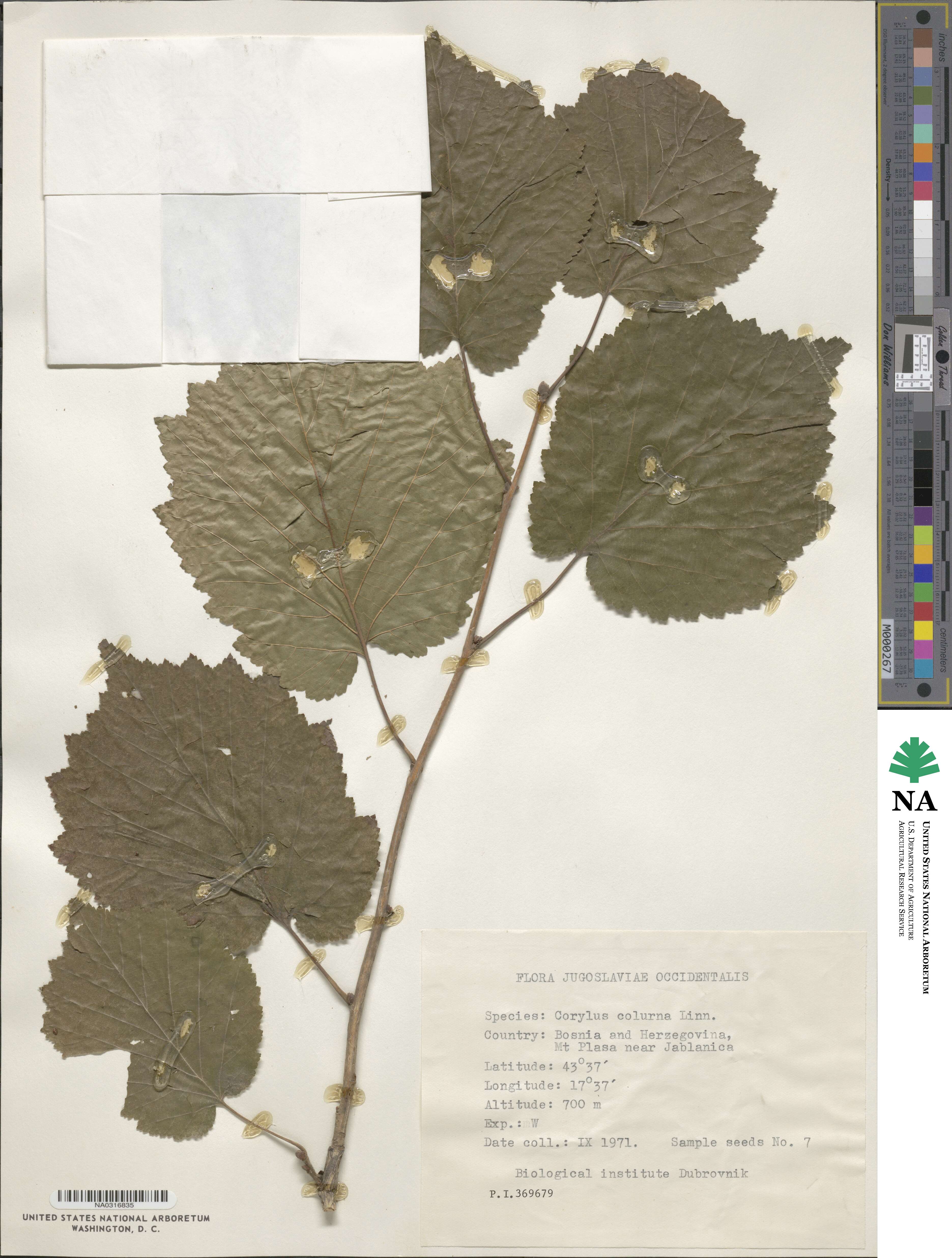 Corylus colurna image