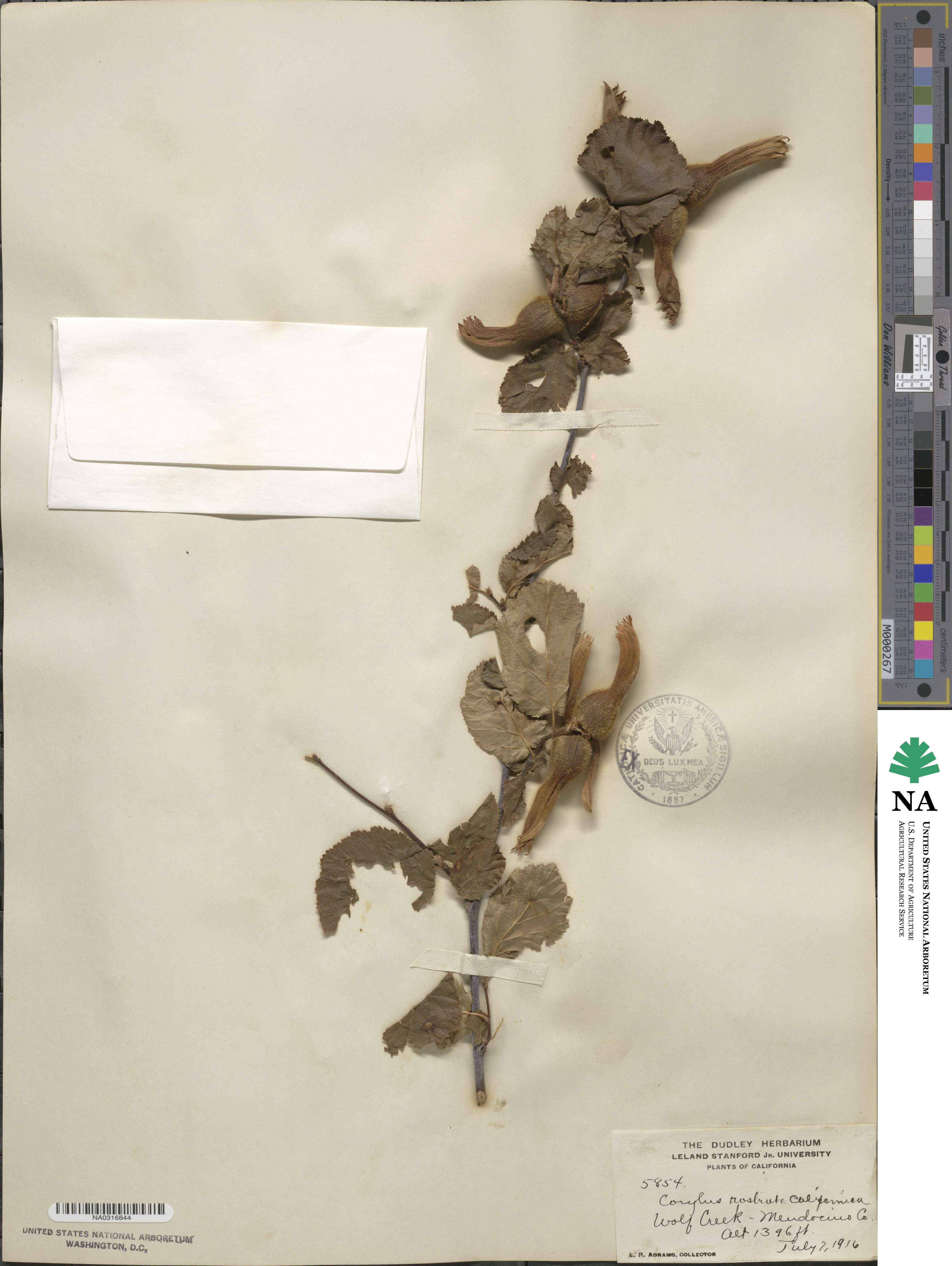 Corylus cornuta subsp. californica image